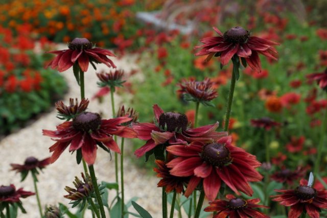 Рудбекия «Черри Бренди» (Rudbeckia 'Cherry Brandy') Цветы однолетние. Рудбекия «Черри Бренди» (Rudbeckia 'Cherry Brandy')