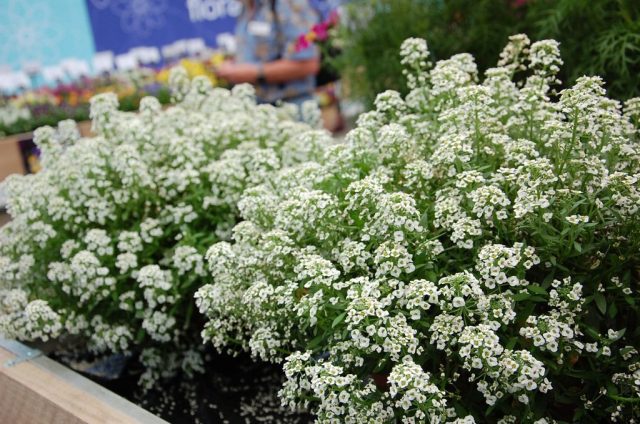 Алиссум (Alyssum), сорт 'Lucia White' Алиссум (Alyssum), сорт 'Lucia White'