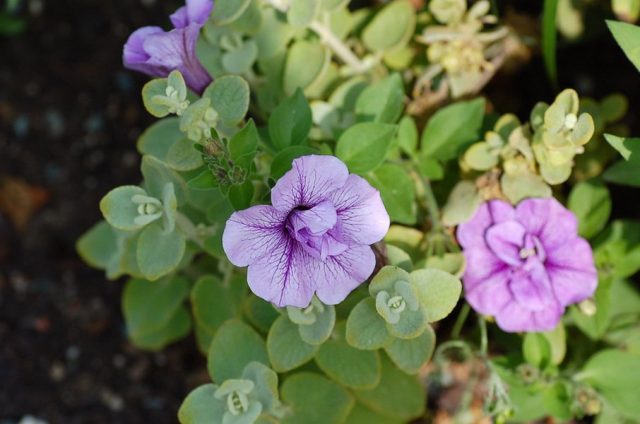 Петуния (Petunia), сорт «Тумбелина Присцилла» Петуния (Petunia), сорт «Тумбелина Присцилла»