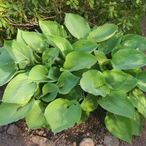 Хоста «Сам энд сабстенс» (Hosta 'Sum & Substance') Хоста «Сам энд сабстенс» (Hosta 'Sum & Substance')