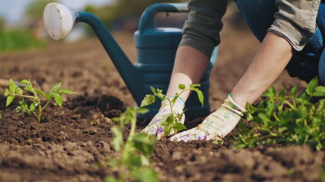 Лунный календарь садовода и огородника на май 2020 Лунный календарь садовода и огородника на май 2020