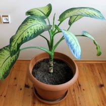 Диффенбахия (Dieffenbachia) эффективно изводит микроорганизмы, очищает воздух от пыли и вредных веществ, выделяемых мебелью, краской и пр. Диффенбахия (Dieffenbachia) эффективно изводит микроорганизмы, очищает воздух от пыли и вредных веществ, выделяемых мебелью, краской и пр.