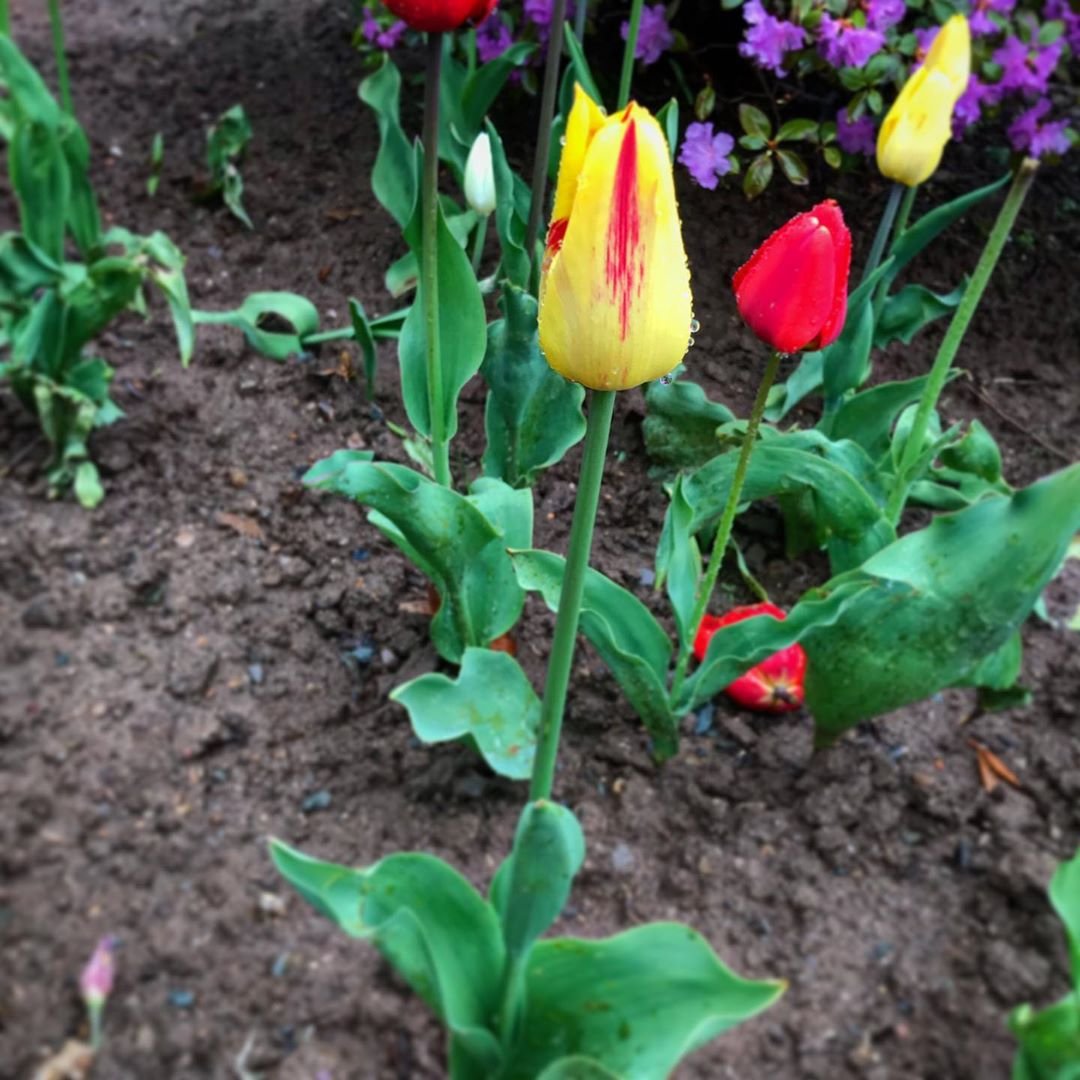 Стань пестрым. Вирус пестролепестности тюльпанов. Тюльпан Кэнди принц. Пестролепестность (Tulip virus 1, Smith). Вирус пестролепестности тюльпанов желто красный.