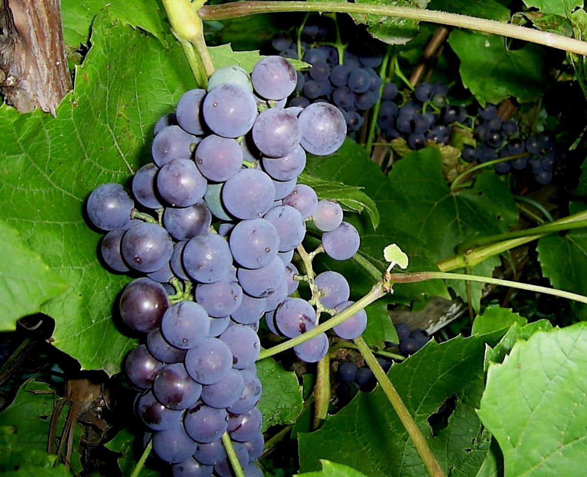 виноград сорт благодать фото