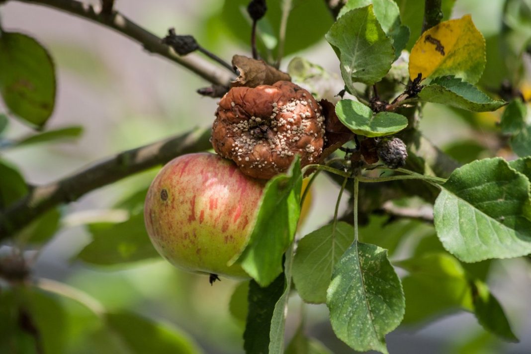 Болезни яблонь весной описание с фотографиями и способы лечения