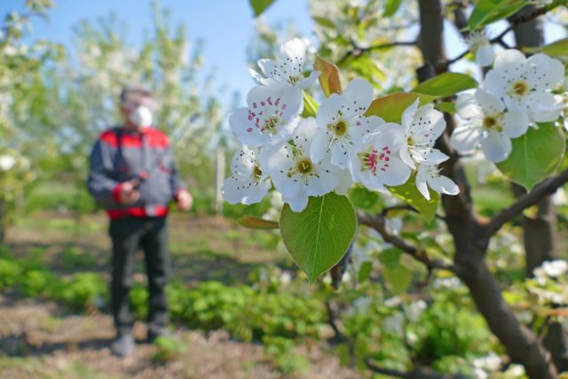 Профилактика вредителей в саду и огороде должна вестись непрерывно Профилактика вредителей в саду и огороде должна вестись непрерывно