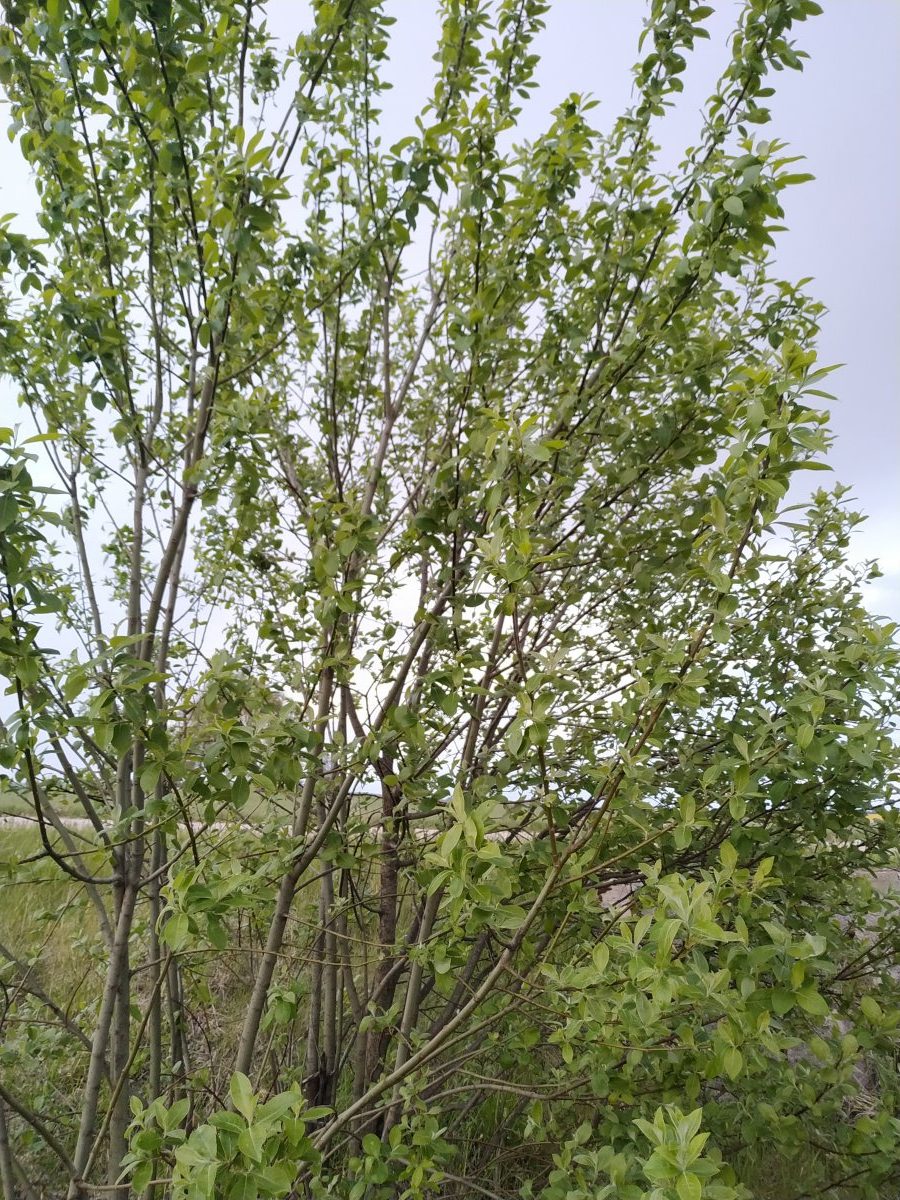 Куст распознать. Узнать куст по фото. Кустарник с квадратным стволом. Терновый куст фото. Определить кустарник.