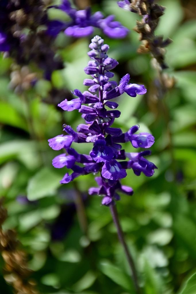 Salvia-farinacea-Evolution-Blue-2