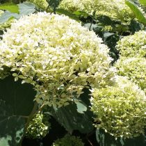 Гортензия «Лайм Рики» (Hydrangea 'Lime Rickey') Гортензия «Лайм Рики» (Hydrangea 'Lime Rickey')