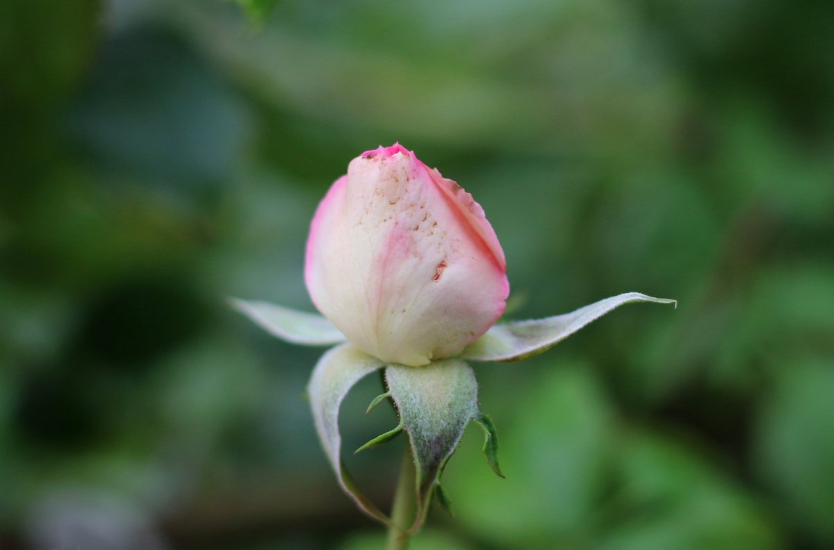 Болезни Роз С Фото