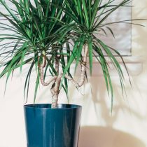 Драцена окаймленная (Dracaena marginata) Драцена окаймленная (Dracaena marginata)