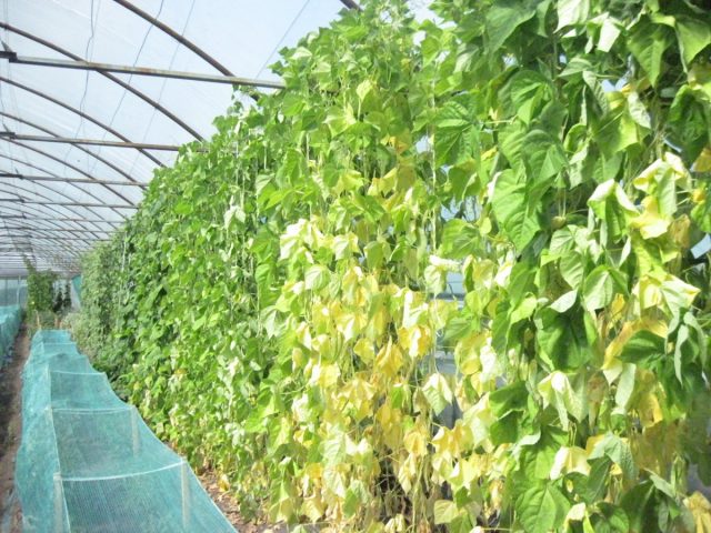 Кулисы тоже состоят из овощных культур, которые годятся в пищу Кулисы тоже состоят из овощных культур, которые годятся в пищу