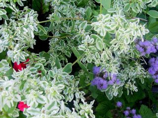 Молочай окаймленный (Euphorbia marginata) декоративный в течение всего периода роста