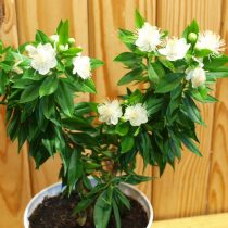 Мирт обыкновенный (Myrtus communis), сорт 