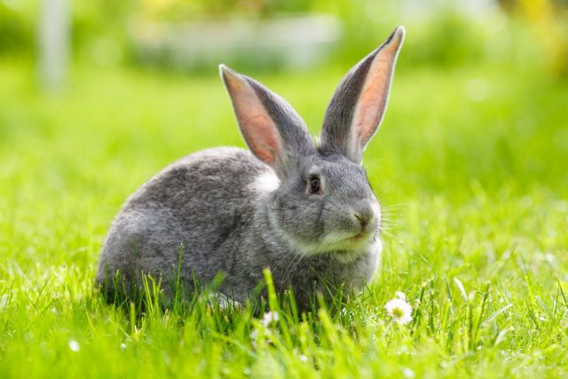 Кролики на лето — мой опыт разведения