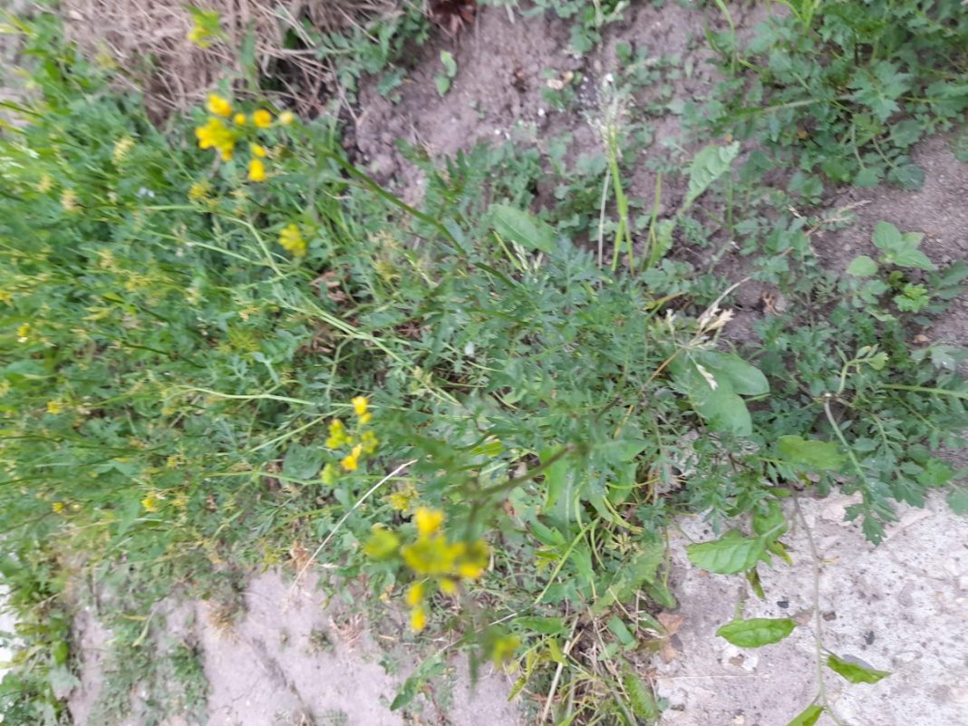 Желтые сорняки в огороде фото и название