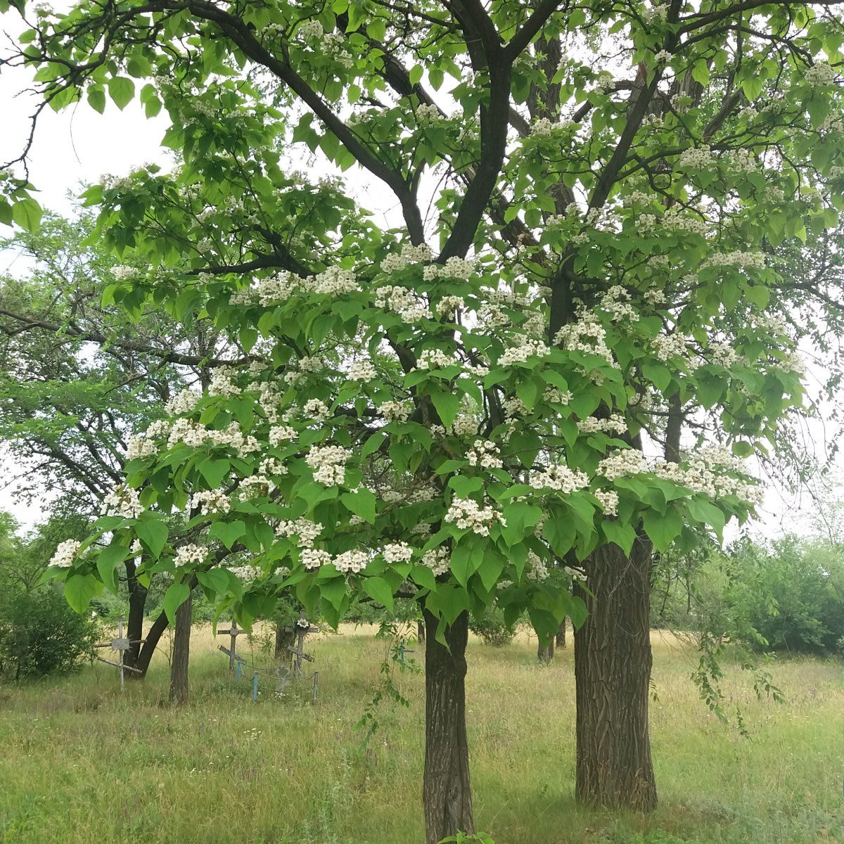 Дерево с разных ракурсов фото