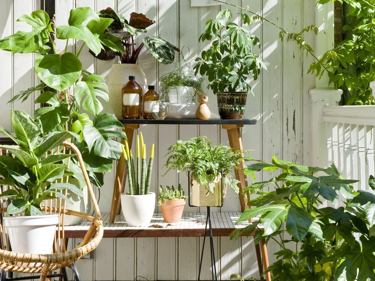 Комнатные растения которые любят солнце и жару фото и названия