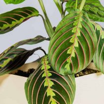 Маранта беложилковая (Maranta leuconeura), сорт 'Tricolor' Маранта беложилковая (Maranta leuconeura), сорт 'Tricolor'