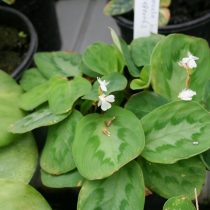 Маранта гребенчатая (Maranta cristata, синоним — Maranta bicolor) Маранта гребенчатая (Maranta cristata, синоним — Maranta bicolor)