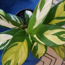 Маранта тростниковая (Maranta arundinacea) Маранта тростниковая (Maranta arundinacea)