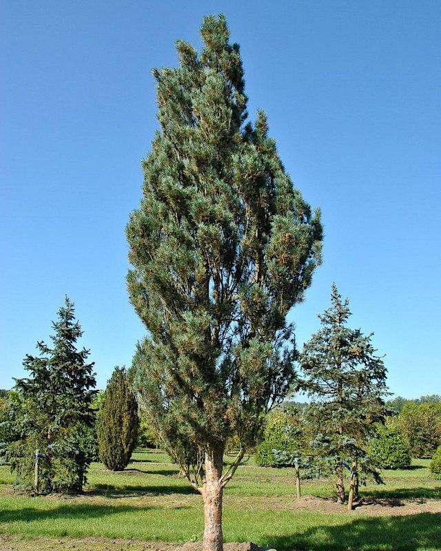 Сосна обыкновенная (Pinus sylvestris) ‘Fastigiata’ – колоновидная форма для небольшого участка © Питомник Ван ден Берк