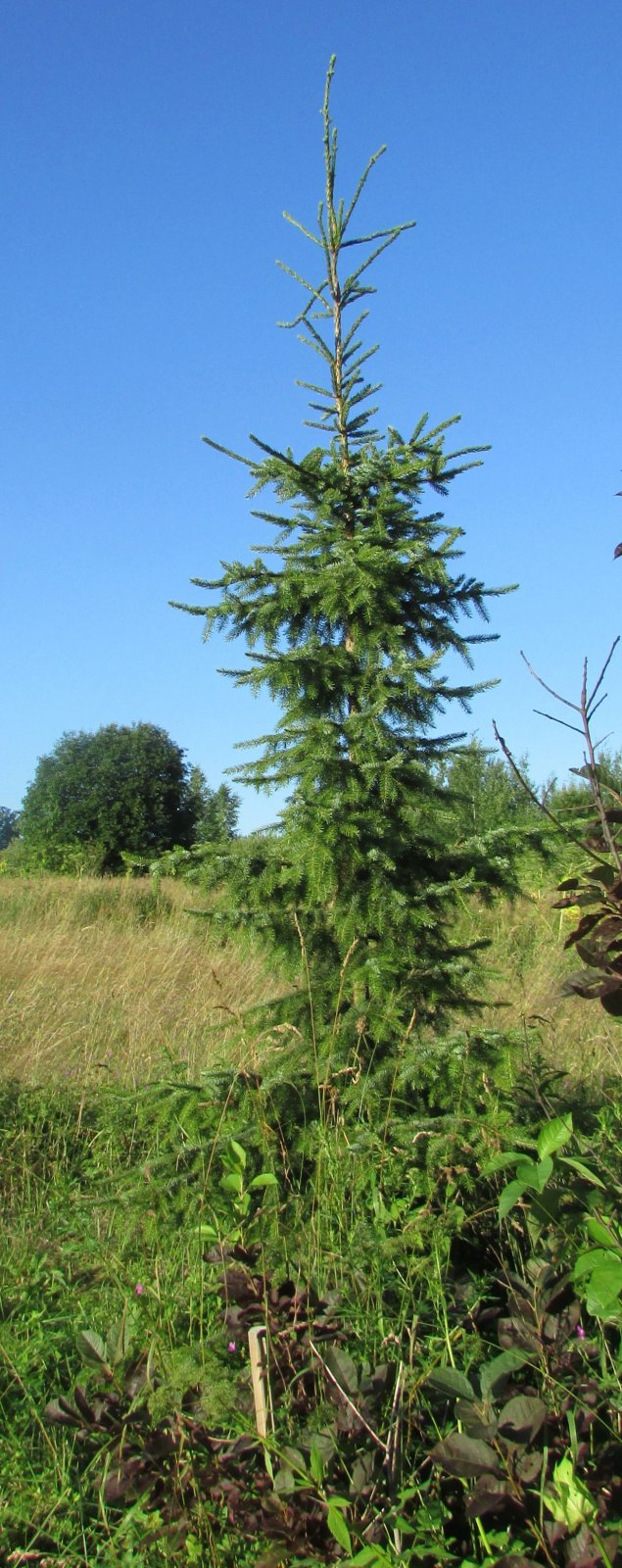 Ель сербская (Picea omorika)