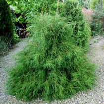 Туя западная (Thuja occidentalis) 'Filiformis' © Voodland Туя западная (Thuja occidentalis) 'Filiformis' © Voodland