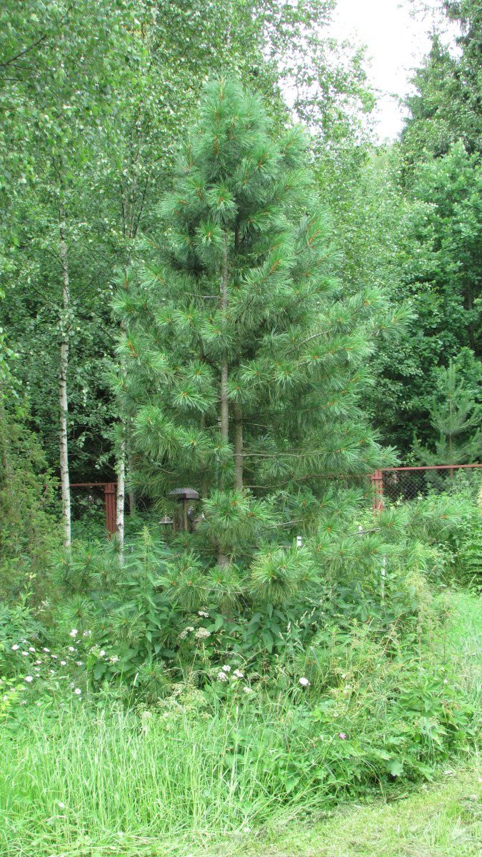 Сосна сибирская кедровая, или сибирский кедр (Pinus sibirica). Растению 25 лет, взято из дикой природы. Высота чуть больше 4 метров. Кедр растет довольно медленно