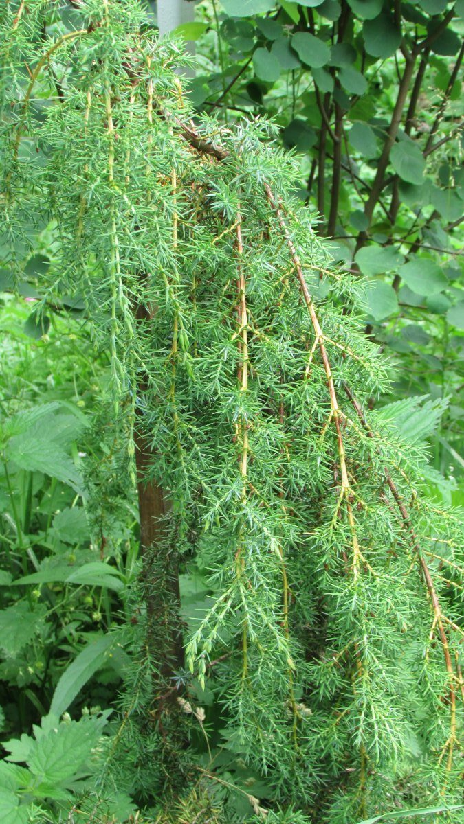 Можжевельник обыкновенный (Juniperus communis) 'Horstmann', плакучая форма