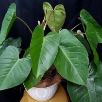 Филодендрон краснеющий (Philodendron erubescens) Филодендрон краснеющий (Philodendron erubescens)
