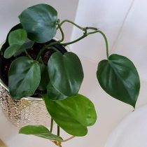 Филодендрон плющелистный (Philodendron hederaceum) Филодендрон плющелистный (Philodendron hederaceum)