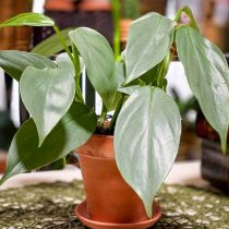 Филодендрон копьевидный (Philodendron hastatum) Филодендрон копьевидный (Philodendron hastatum)