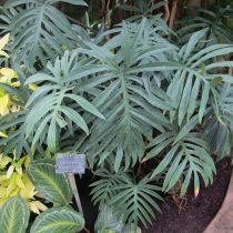Филодендрон узкорассеченный (Philodendron angustisectum) Филодендрон узкорассеченный (Philodendron angustisectum)
