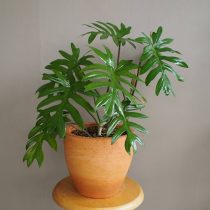 Филодендрон изящный (Philodendron elegans) Филодендрон изящный (Philodendron elegans)