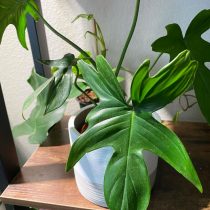 Филодендрон стоповидный (Philodendron pedatum) Филодендрон стоповидный (Philodendron pedatum)