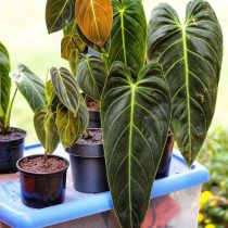 Филодендрон черно-золотистый (Philodendron melanochrysum) Филодендрон черно-золотистый (Philodendron melanochrysum)