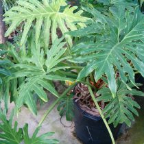 Филодендрон двоякоперистый (Philodendron bipinnatifidum) Филодендрон двоякоперистый (Philodendron bipinnatifidum)