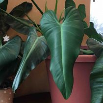 Филодендрон домашний (Philodendron domesticum) Филодендрон домашний (Philodendron domesticum)