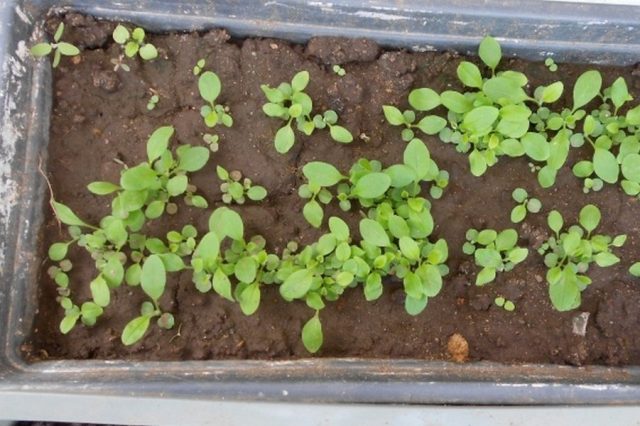 Семена колокольчика молочноцветкового можно посеять под зиму либо на рассаду в помещении в марте-апреле