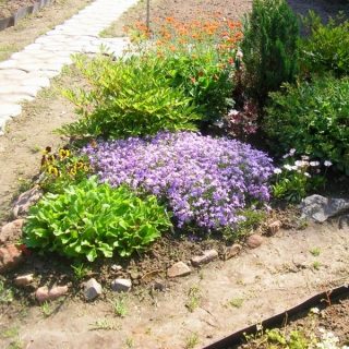 Низкорослые колокольчики могут высаживаться в альпинарии либо в виде бордюров вдоль дорожек, или же как контейнерные цветы с последующим возвращением в сад осенью