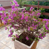 Бугенвиллея замечательная (Bougainvillea spectabilis) Бугенвиллея замечательная (Bougainvillea spectabilis)