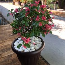 Бугенвиллея голая (Bougainvillea glabra) Бугенвиллея голая (Bougainvillea glabra)