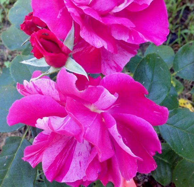 Роза «Ги Савой» (Rosa 'Guy Savoy') Роза «Ги Савой» (Rosa 'Guy Savoy')