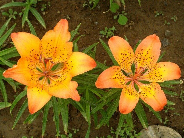Лилия пенсильванская (Lilium pensylvanicum) Лилия пенсильванская (Lilium pensylvanicum)