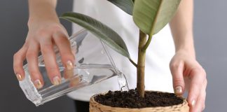 10 растений, которые лучше не полить, чем перелить