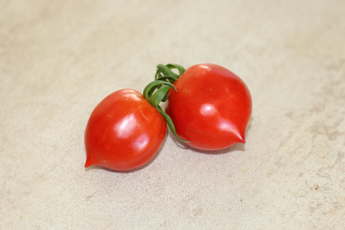 Семена томата поцелуй. Geranium Kiss томат. Томат черри поцелуй. Томат поцелуй герани. Сорт помидор поцелуй.