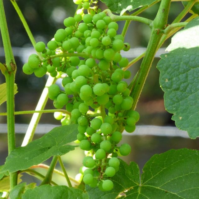 Признаки дефицита кальция у винограда