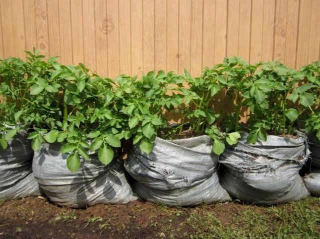 Для выращивания картофеля подойдут большие клеенчатые сумки, мешки из-под муки, сахара, большие и плотные мусорные пакеты