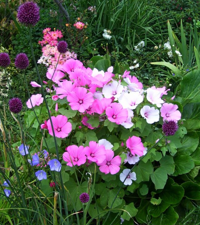 Лаватера трехмесячная (Lavatera trimestris) Лаватера трехмесячная (Lavatera trimestris)
